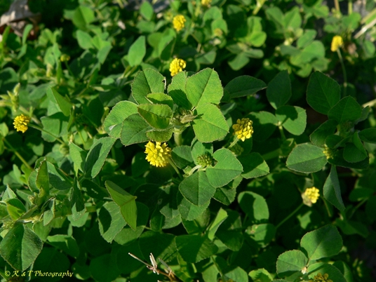 {Trifolium campestre}